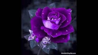 Petal_ Jin Ju Lyrics Romanization