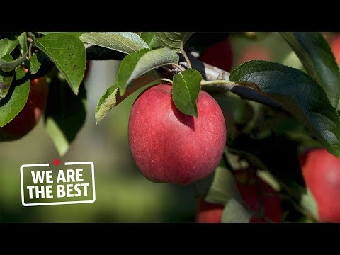 download lagu mp3 mp4 Apple Picking Farm Calgary, download lagu Apple Picking Farm Calgary gratis, unduh video klip Apple Picking Farm Calgary