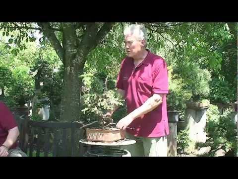 Bonsai - Walter Pall - Stilformen bei Bonsai