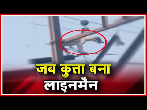 Bhind में Dog बना Lineman ! Lightning Pole पर चढ़ा कुत्ता