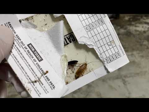 Wood Cockroaches Found in Warehouse in Cranbury, NJ