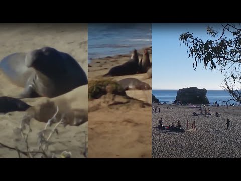 Buy 1 park ticket but visit 3 Parks Near Santa Cruz for free In 1 Day