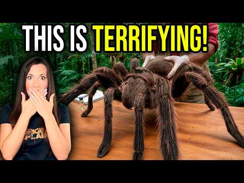 The REAL Truth Behind The Giant J’Ba Fofi Spider Of Congo