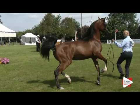 N.107 PRIMERIUS EMER - Ströhen 2016 B-Show - Colts 2 years old (Class G)