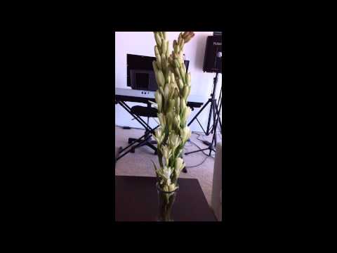 Flowers For A Friend by Elfin aka Minka the Elf