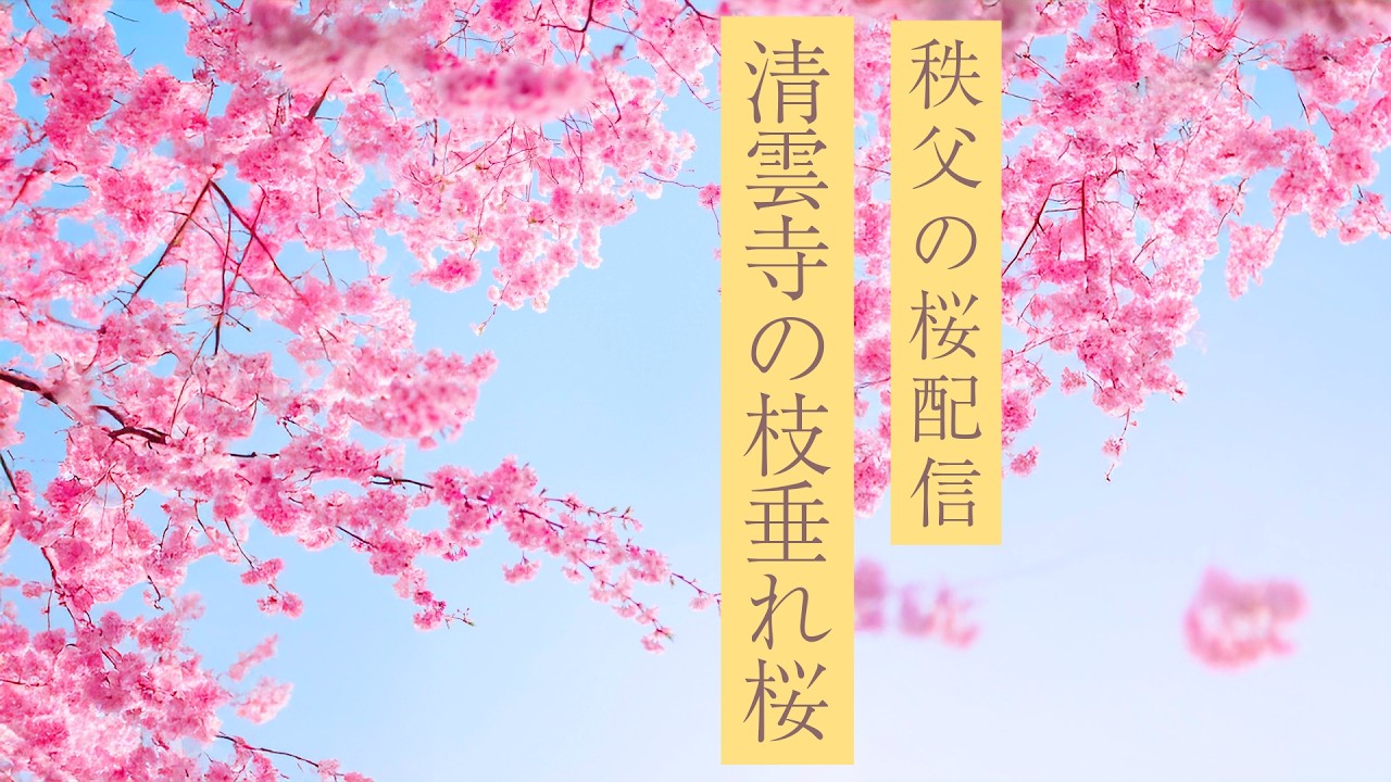 秩父 清雲寺の枝垂れ桜 2026 樹齢600年の枝垂れ桜（昼間の配信）🌸埼玉桜の名所🌸【お花見ライブ配信🌸アーカイブ】Weeping cherry tree  in Chichibu
