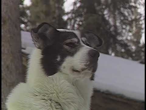 "Season of the Sled Dog" Documentary 1988