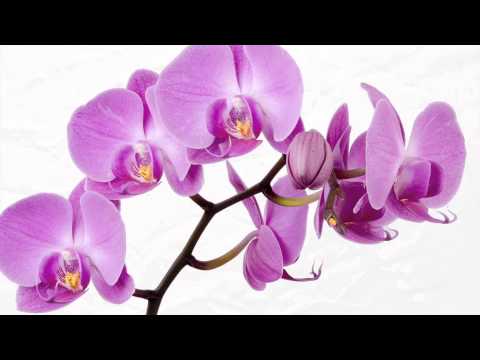 The Orchid Thief - What's Happened To Your Mind?
