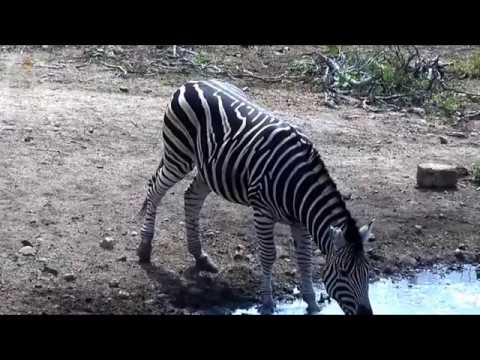Animals around water hole.