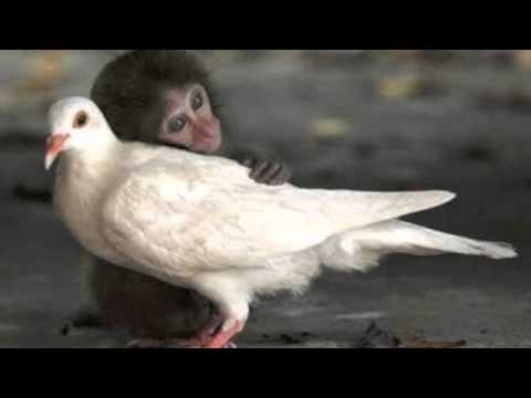 The Laughrica Project - Clean Humor | Volume 2