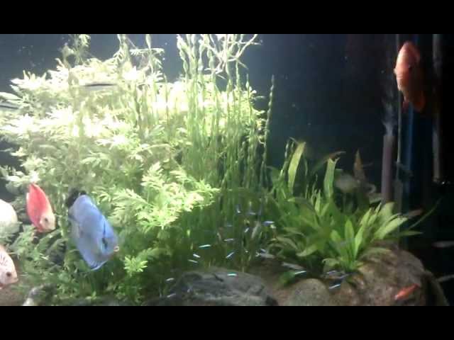Discus Fish Tank (Planted 200 gal)