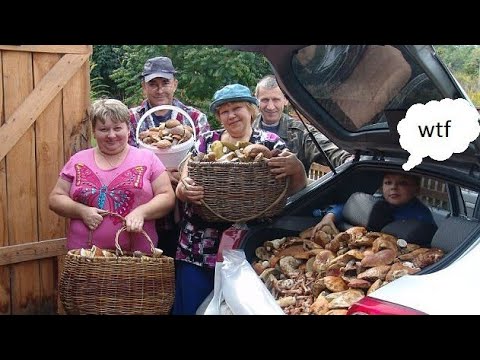 Picking giant king boletus. Must watch. Best moments. Picking wild mushrooms in forest. Ep 20