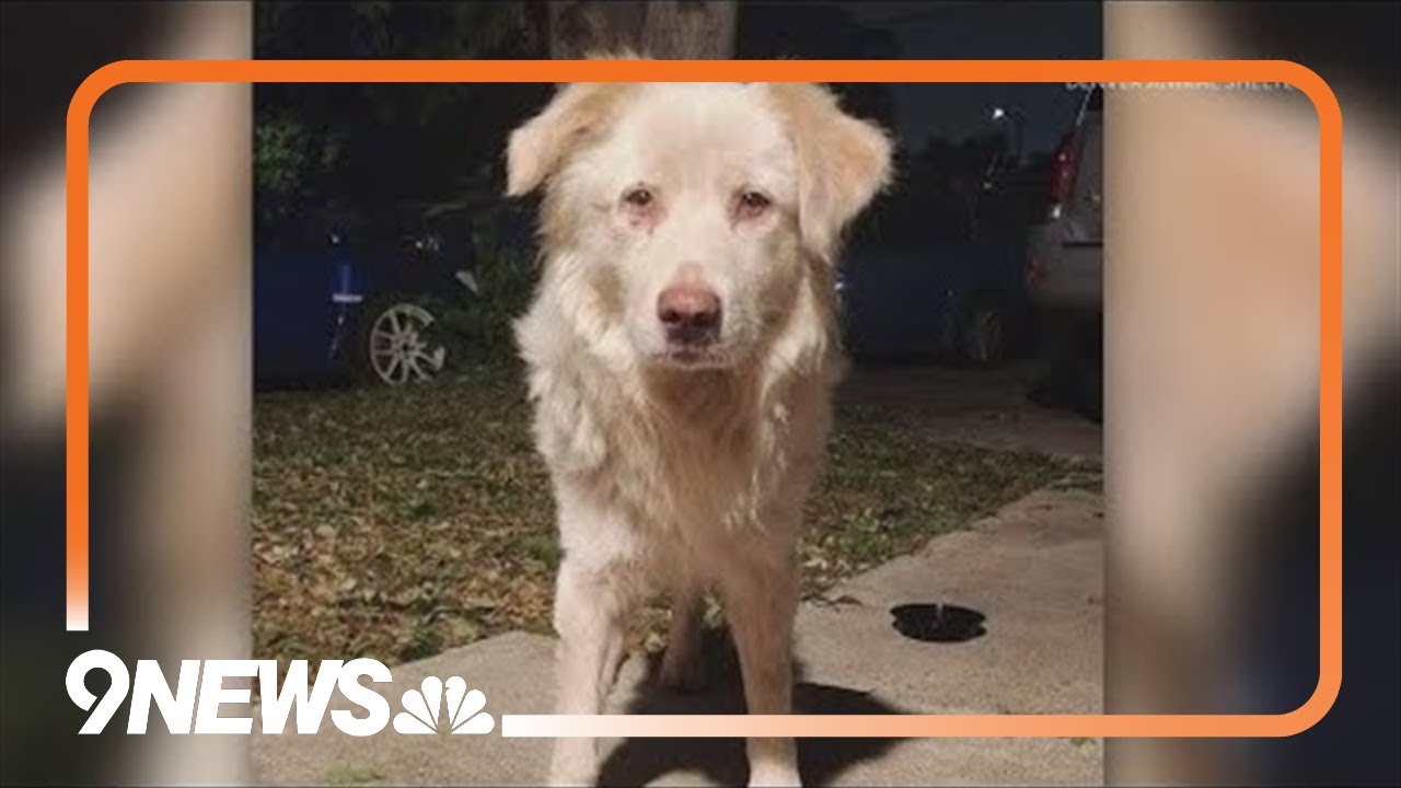 Stray dog recovering after reportedly being shot