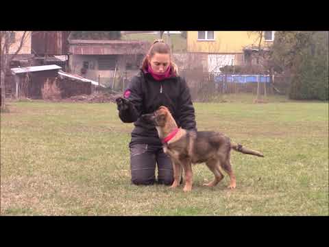 Taffy z Jukasu - obedience - 3 months old