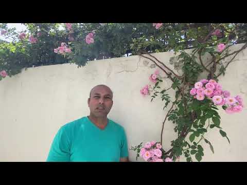 Bunches of rose  (creeper Rose) 🌹🌹