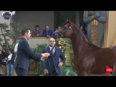 N 99 AMER JR   European Championship 2019   3 Years Old Colts Class 12