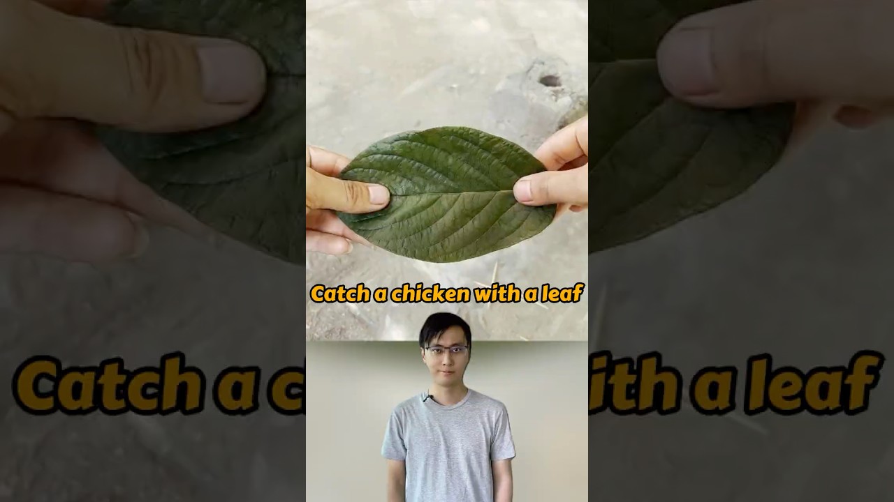 Catch Chicken with a Leaf #chicken #catchchicks #culturalheritage #learnchinese #ancientwisdom