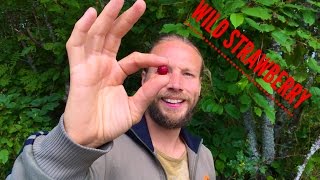 How to pick Wild Strawberry Health benefits of Wild Strawberry