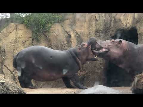 More than a Mouthful Hippo Fiona - Cincinnati Zoo #shorts