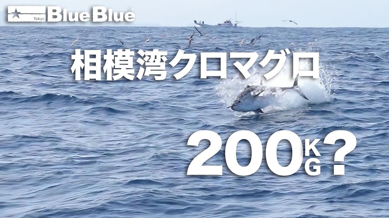 【日本のマグロゲーム】3月 - 関東近海のモンスターに挑む！