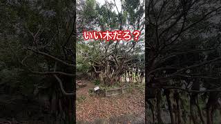 いい木だ