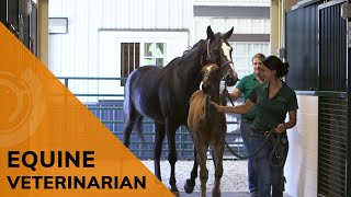 Thumbnail for Equine Veterinarian | Future Jobs video