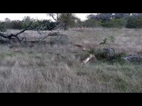 Djuma: Impalas with Wildebeest bull running and jumping around - 17:11 - 06/13/2022