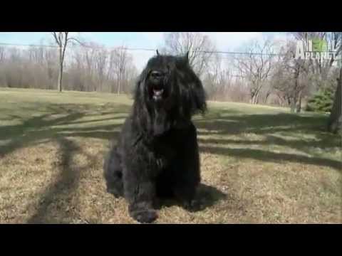 Pet4you.gr: Dogs Bouvier des Flandres