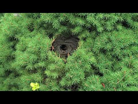 Realtor Discovers Large Bald-Faced Hornets Nest at Open House in Manchester, NJ