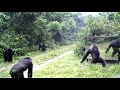 In a storm, male chimpanzees are frightened by their reflections in a large mirror