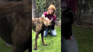 Video preview image #1 Mutt Puppy For Sale in Pasadena, CA, USA