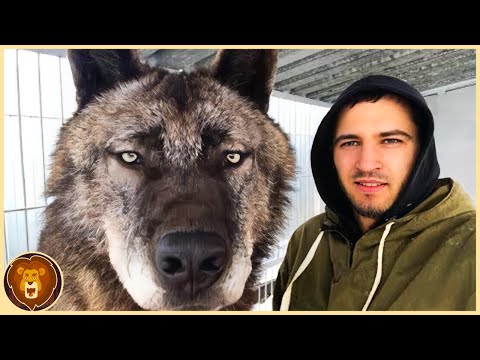 The 12 largest wolves that actually exist