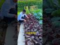 Amaranth Sieht Aus Wie Eine Blume Und Ist Reich An Nährstoffen Amaranth Gemüseanbau