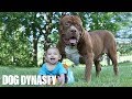 Giant Pit Bull Hulk The Newborn Baby DOG DYNASTY