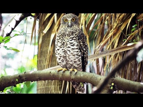 Profile of Australia's largest owl - the Powerful Owl