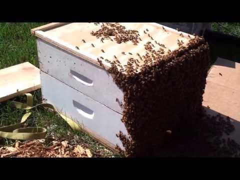 4 of 7 Bee Movie, the hive.....