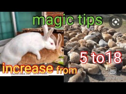 Rabbits farming: How to increase rabbits litter size or kits in Nigeria. Get more baby rabbits