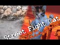 Ultimate Street Fighter CAT Vs DOGS Shorts