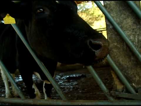 vacaa em coronel pachecoo