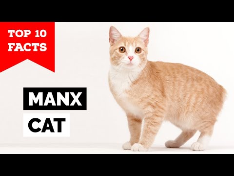 Manx Cat - Top 10 Facts