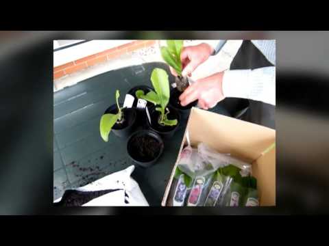 What to do with your young plants when they arrive through the post
