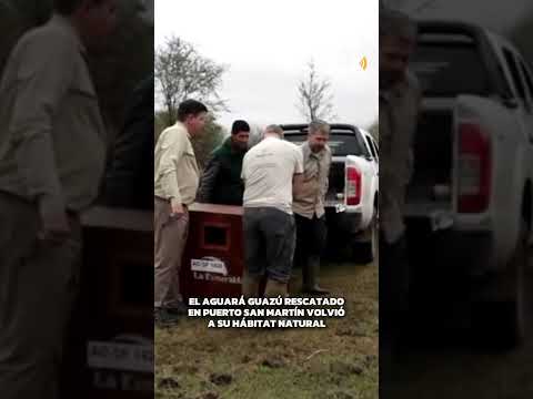 🦊 EL AGUARÁ GUAZÚ RESCATADO EN PUERTO SAN MARTÍN VOLVIÓ A SU HÁBITAT NATURAL