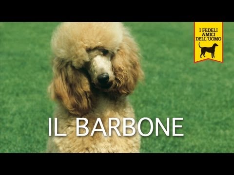 download lagu mp3 mp4 Barbone Cane, download lagu Barbone Cane gratis, unduh video klip Barbone Cane