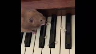 Hamster on a Piano