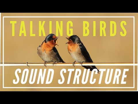 Talking Birds: Sound Structure