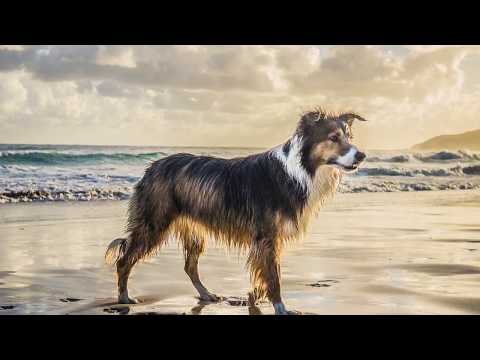 The Balanced K-9, LLC video.