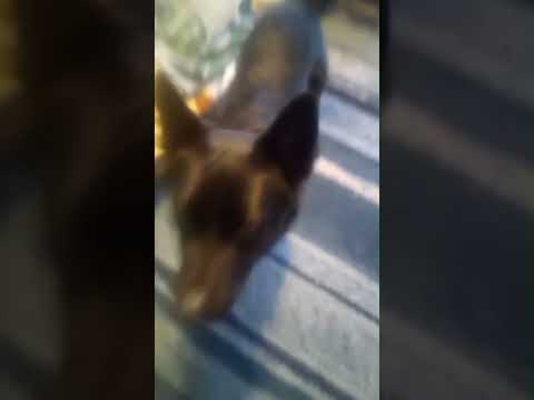 Atom bomb doggy Vol. 6