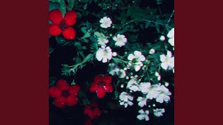 Daisy's