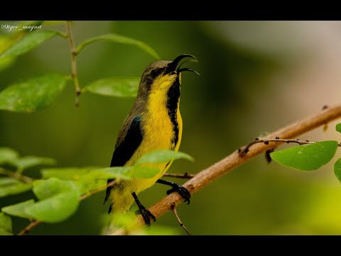 Nektárovka ligotavá (Cinnyris asiaticus) — spev a hlas v prírode