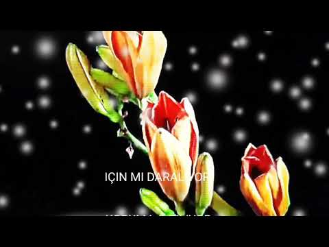 "Seni Seviyorum"!  Diye Biliyormusun?